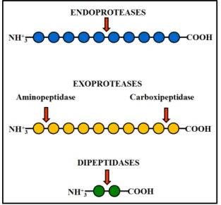 Figura  4:  Representação  esquemática  da  atuação  de  endoproteases  e  exoproteases