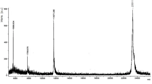 Figura  11:  Análise  por  espectrometria  de  massa  em  MALDI-TOF  da  tripsina  purificada