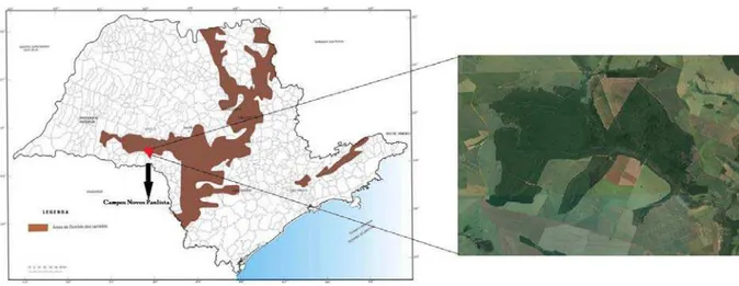 Figura 1. Distribuição do domínio do Cerrado no estado de São Paulo (Centro de Divulgação  Cientifico e Cultural, USP: http://cdcc.sc.usp.br)