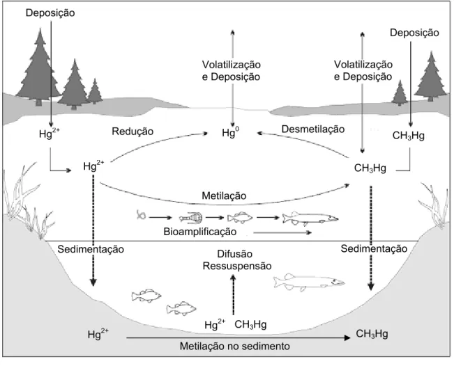 Figura 1. Ciclo biogeoquímico do mercúrio nos sistemas aquáticos  (Porvari, 2003). 