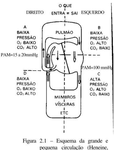 Figura 2.1  – Esquema da grande e  pequena circulação (Heneine,  2000). 