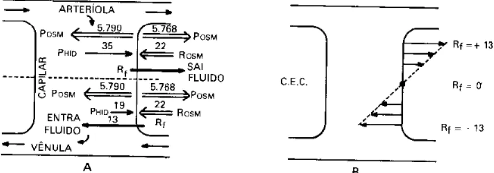 Figura 2.14 – Esquema da P OSM  e P HID  entre o compartimento extra  celular e o capilar (Heneine, 2000)