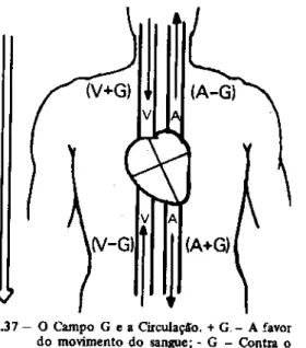 Figura 2.18  – Influência da  ação da gravidade no  fluxo sangüíneo  (Heneine, 2000). 