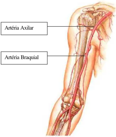 Figura 2.23 – Artérias Axilar e Braquial 