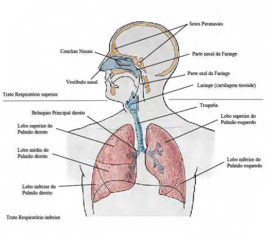 Figura 1: Representação dos órgãos do trato respiratório humano. A figura divide-se em trato respiratório  superior e trato respiratório inferior