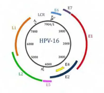 Figura 3: Representação esquemática do genoma do Papilomavírus Humano do tipo 16 (HPV-16), evidenciando  região regulatória (LCR), as regiões precoces (E1, E2, E4, E5, E6 e E7) e as regiões tardias (L1 e L2)