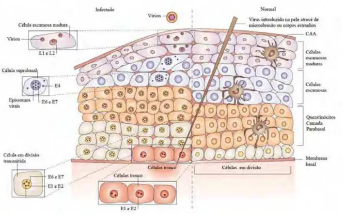 Figura 5: Arquitetura celular do epitélio escamoso estratificado e a expressão das proteínas do HPV após a infecção