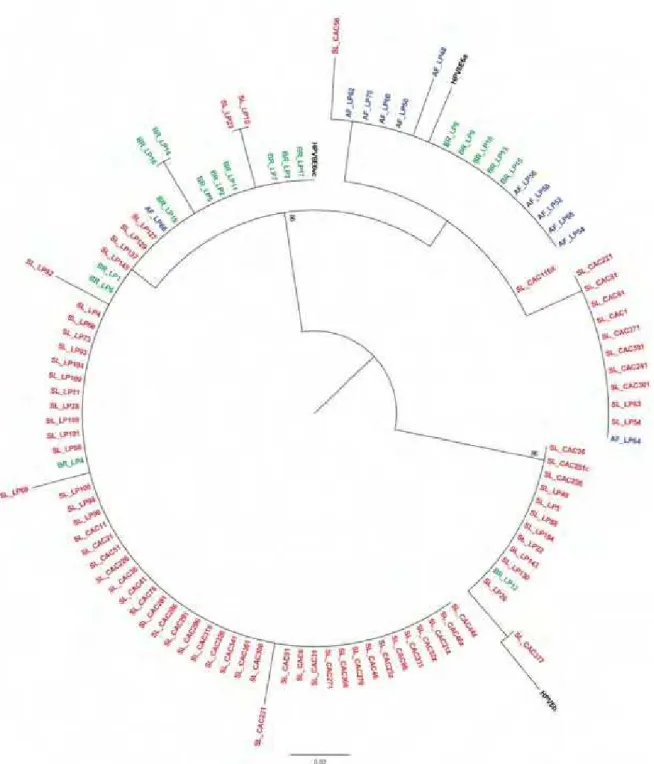 Figura 9: Árvore Filogenética não-enraizada das variantes de HPV-6 originadas da Eslovênia (vermelha), Brasil (verde), África  (azul) e sequência referência (preto)