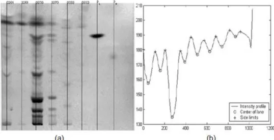 Figura 2.5: Deteção automática de pistas baseada na intensidade média do perfil: (a) imagem com as  posições centrais das pistas; (b) Projeção do perfil de intensidade na direção vertical               