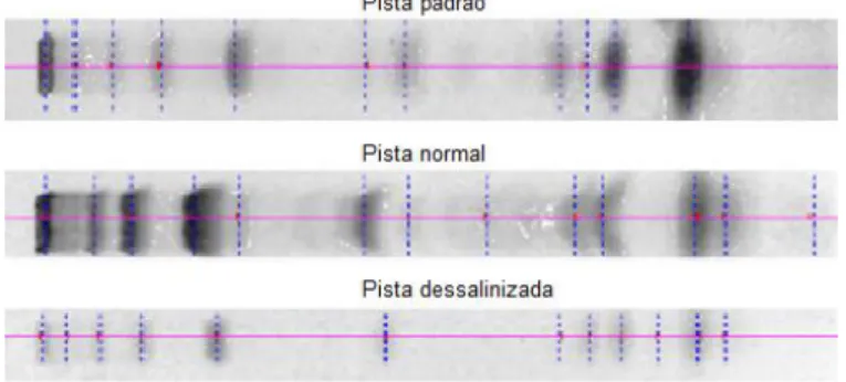 Figura 2.15: Resultados da separação cromatográfica. As posições estimadas das bandas são  representadas pelas linhas a tracejado (adaptado de [33])