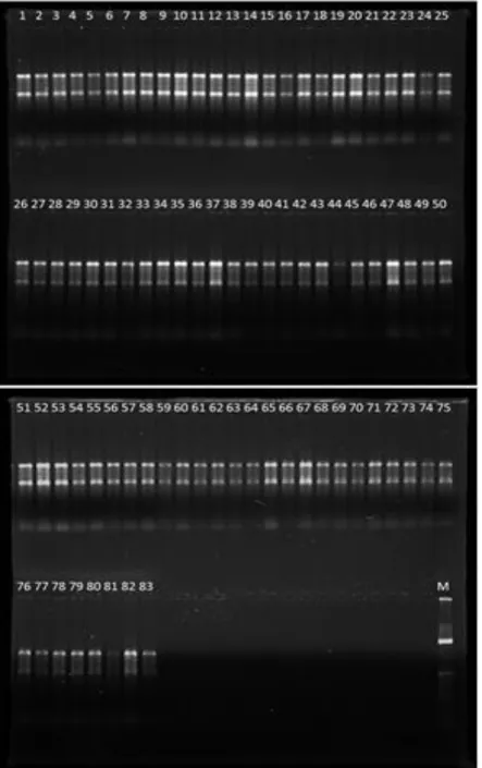 Figura 3: Amostras (1 a 83) de RNA submetidas à eletroforese em gel de agarose 1%. *M:  marcador de peso molecular de 100 pb