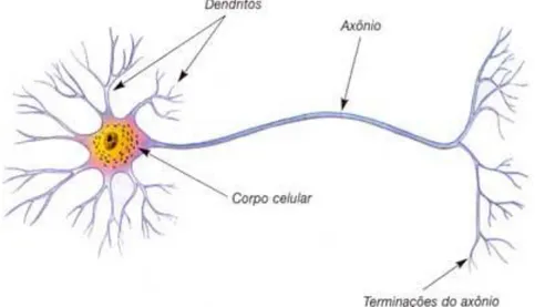 Figura 1 – Constituintes de um neurónio. [1]