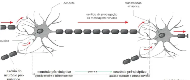 Figura 2 – Sentido da transmissão da informação nervosa. [2]