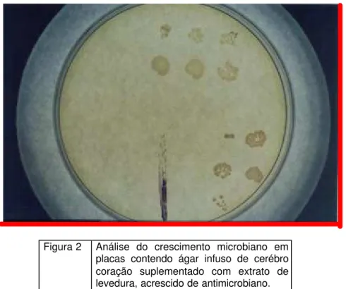 Figura 2  Análise do crescimento microbiano em  placas contendo ágar infuso de cerébro  coração suplementado com extrato de  levedura, acrescido de antimicrobiano