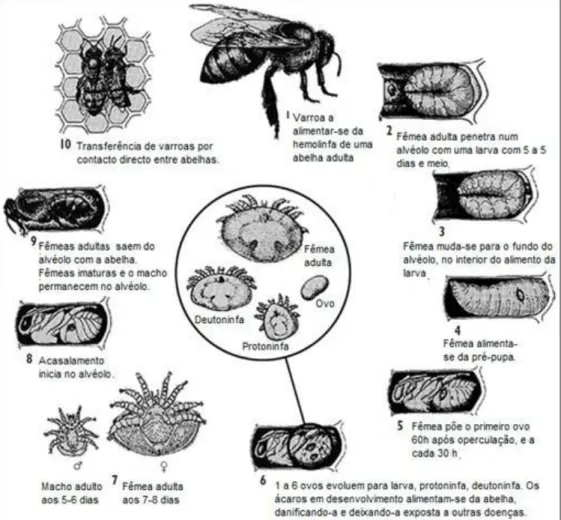 Figura 7. Ciclo de vida da Varroa destructor (adaptado de Allsop, 2006, citado por Pascoal (2012)