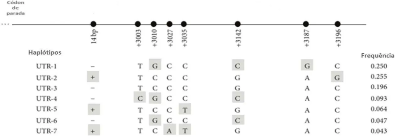 Figura 1 -  Estrutura da região 3’não traduzida do gene HLA-G com seus principais polimorfismos e frequência  dos haplótipos na população mundial