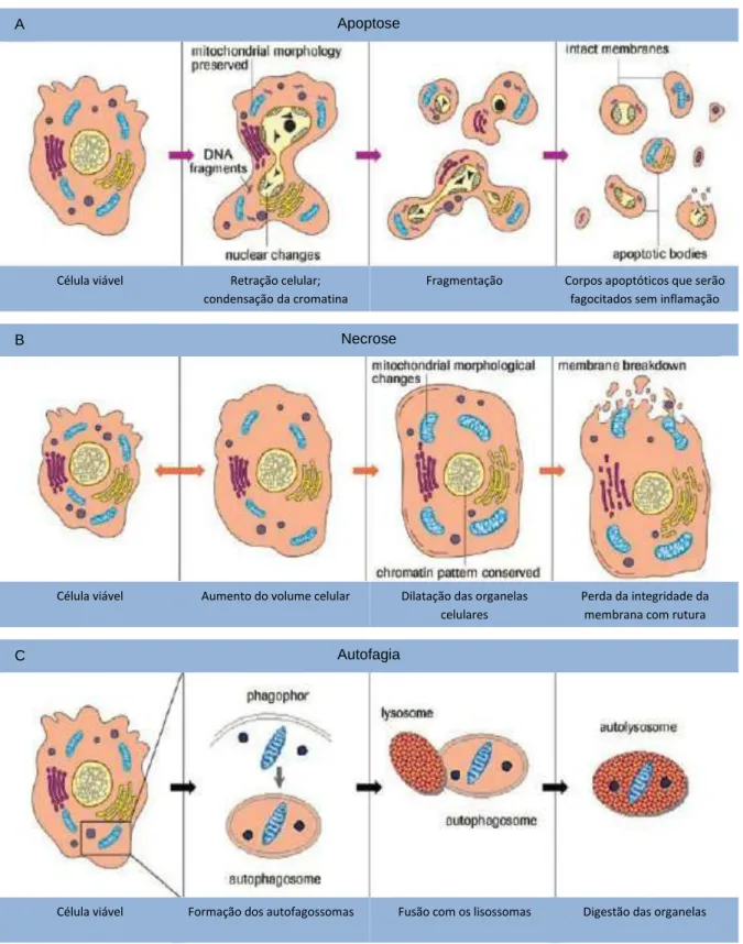 Figura 1. Principais mecanismos de morte celular: apoptose, necrose, autofagia. 