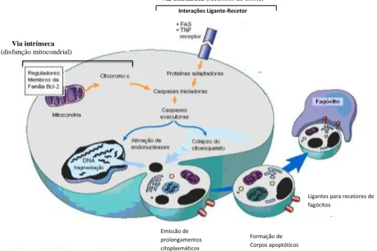 Figura 2. Mecanismos de ativação da apoptose 