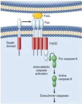 Figura  3.  Via  extrínseca  de  ativação  da  apoptose  (recetores  de  morte)  (Adaptado de Kumar et al., 2010)