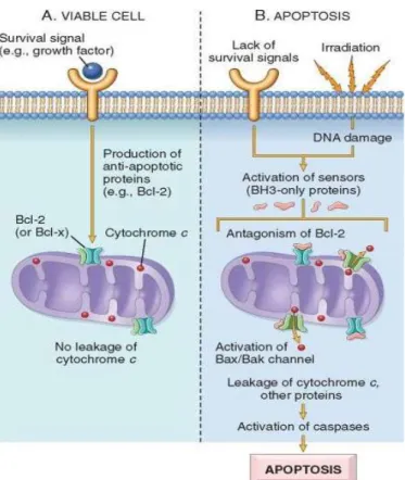 Figura 4. Via intrínseca de ativação da apoptose (mitocondrial)  A)  a  viabilidade  celular  é  mantida  pela  indução  de  proteínas   anti-apoptóticas,  tais  como  Bcl-2,  por  intermédio  de  sinais  de  sobrevivência
