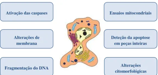 Figura 5. Métodos para deteção da apoptose 