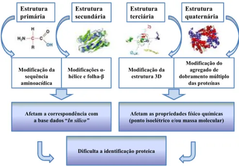 Figura 1 - Organização estrutural e modificações prováveis que as proteínas sofrem sob condições de FFPE 16 