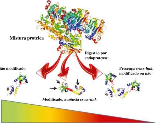 Figura  2  -  Esquema  representativo  da  formação  hipotética  de  péptidos  de  tecidos  FFPE  e  o  sucesso  da  sua  identificação