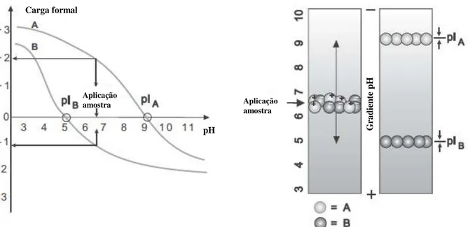 Figura 5- Princípio da focagem isoelétrica. Esquerda: Curva da carga formal de duas proteínas modelo, A e B