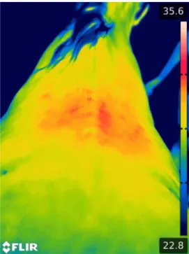 Figura 3 - Imagem termográfica do dorso de um equino. Imagem obtida pela autora durante o estágio prático