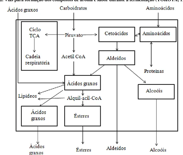Figura 2. Vias para formação dos compostos de aroma e sabor durante a fermentação (YOKOYA, 1995)