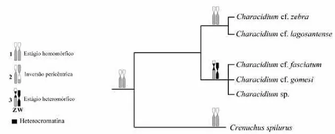 Figura 3. Possível processo de origem dos cromossomos sexuais e cladograma envolvendo  as espécies de Characidium analisadas no presente estudo