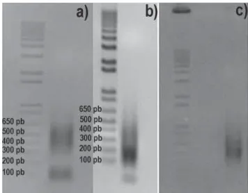 Figura 1. Gel de agarose a 1%: a) corresponde à primeira amplificação pelo processo de  DOP-PCR