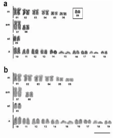 Figura 1. a) Cariótipo de exemplar de Crenuchus spilurus após coloração convencional por  Giemsa (a), tendo em destaque o par cromossômico portador das RONs; b) cariótipo após  tratamento para bandamento C