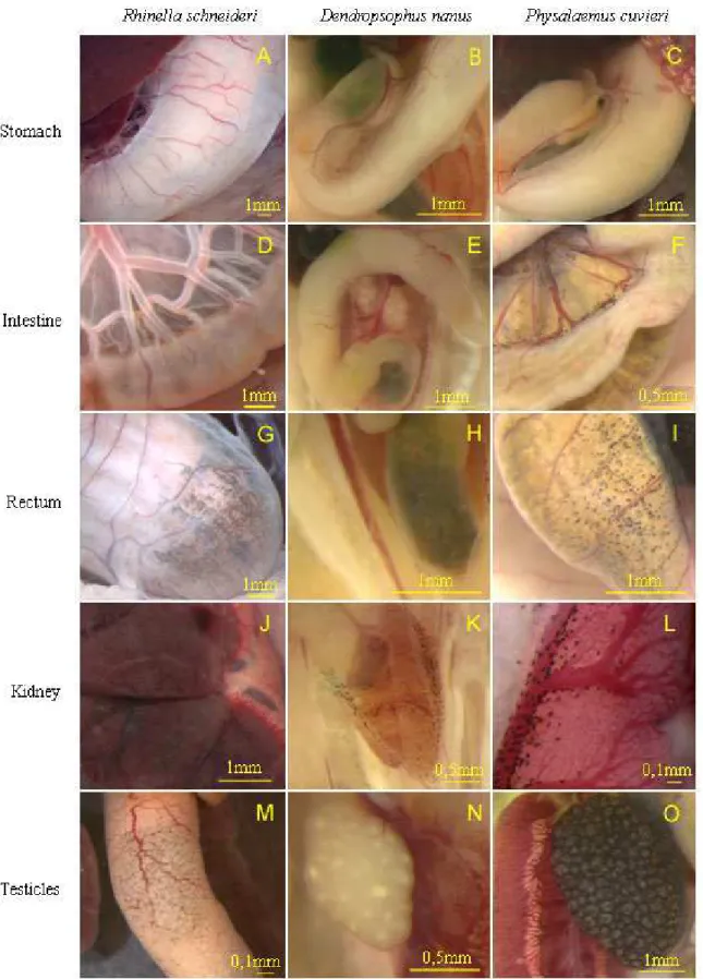Figure 2 - Occurrence of pigmentation in the stomach, intestine, rectum, kidney and testicles  of Rhinella schneideri, Dendropsophus nanus and Physalaemus cuvieri