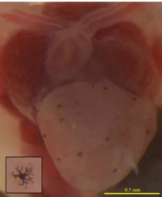 Figura 1 – Coração de Dendropsophus nanus com presença de melanócitos. No detalhe um  melanócito evidenciando seu aspecto dendrítico resultado da migração centrífuga dos  pigmentos nos prolongamentos da célula