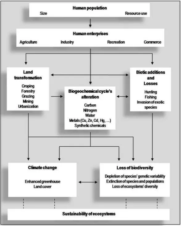 Figure 1.1. A conceptual model illustrating both direct and indirect effects of human activities’ on the sustainability of  ecosystems (Adapted from: Vitousek et al., 1997)