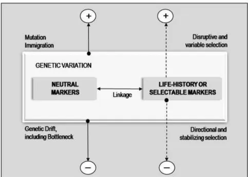 Figure 1.2. A conceptual framework for the effects of pollutants on genetic variation in natural populations