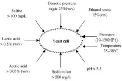Figure 7 Potential environmental stresses on S. cerevisiae during ethanol fermentation