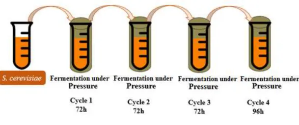 Figure 15 Representation of the four consequitive cycles of fermentaion under pressure 