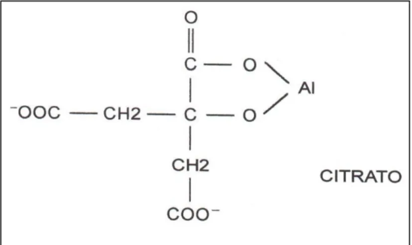 Figura  6.  Modelo  de  complexação  de  alumínio  com  um  ácido  orgânico  de  baixo  peso  molecular (Fonte: ANGHINONI; SALET, 2014)