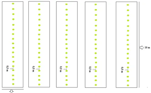 Figura 2  – Layout da área experimental em que compreendeu 5 canteiros 