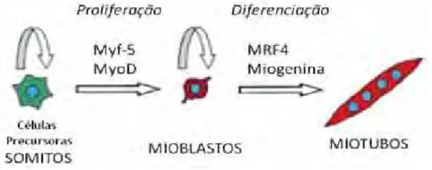 Figura 7. Atuação dos MRFs na linhagem de células miogênicas durante o desenvolvimento embrionário