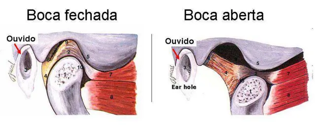 Figura 7 - Biomecânica da ATM durante abertura e fechamento da boca.  