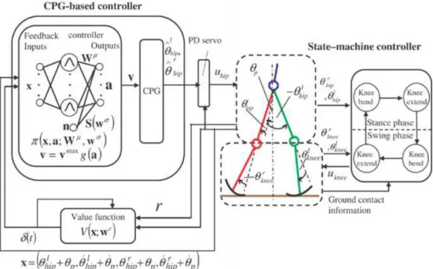 Fig. 3.6: Proposed control architecture for a 5-link biped robot that combines  CPG and a policy gradient RL function (image from Matsubara et al., 2005b,  2005a, 2006)