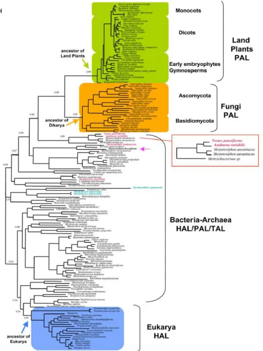 Figura 8. Filogenia das enzimas PAL, TAL e HAL (Extraído de EMILIANI et al.,  2009). 