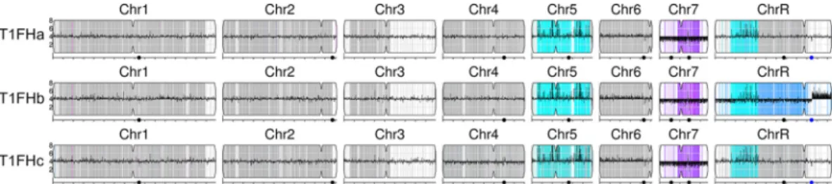 FIG 2 Y MAP visualization of SNP-CGH data for three T1FH clones. The copy numbers and SNP-allele ratios of all three T1FH samples were visualized with Y MAP (49)