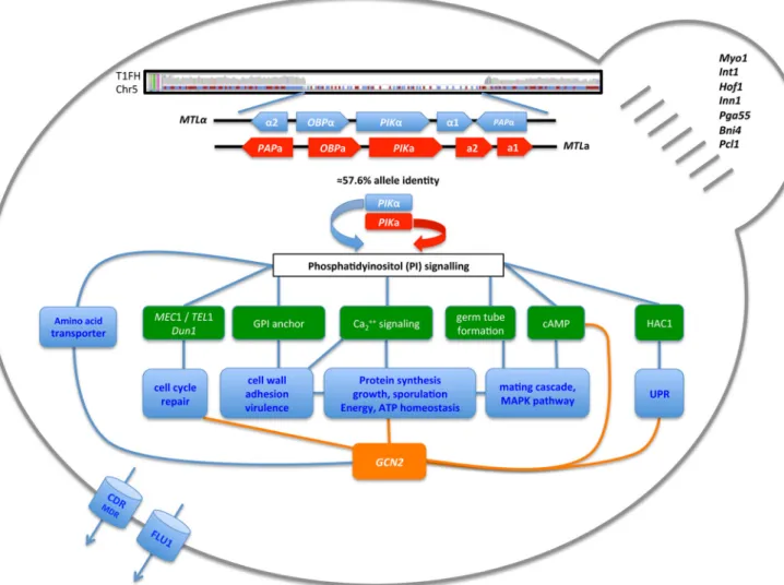 FIG 4 Highlighted features of quickly evolving and highly resistant strain T1. Mistranslation appears to affect the phosphatidylinositol signal transduction pathways that control several cell cycle events, cell membrane and cell wall remodeling, as well as