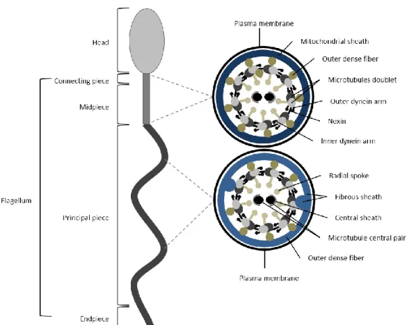 Figure A2.1. Schematic representation of human spermatozoon and flagellum structure. Human sperm is divided into  two parts: head and flagellum