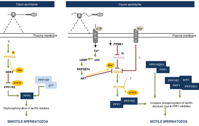 Figure A2.2. Schematic representation of the signaling events required for sperm motility acquisition in the epididymis