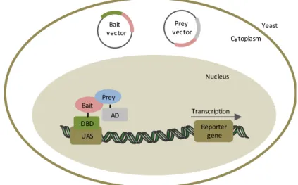 Figure A3.1. Schematic representation of YTH principle. The cDNA of a protein of interest (bait) is cloned into a vector  with the DNA binding domain (DBD) of a transcription factor